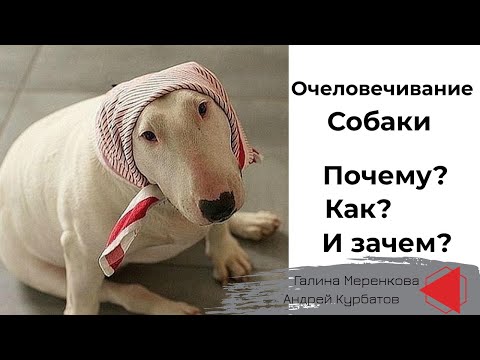 Андрей Курбатов - Земные собаки и лунные кошки видео (клип)