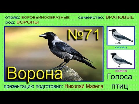 Ворона - Звуки видео (клип)