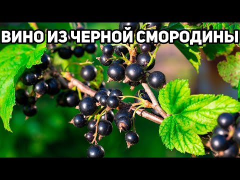 Маруся - Вино видео (клип)