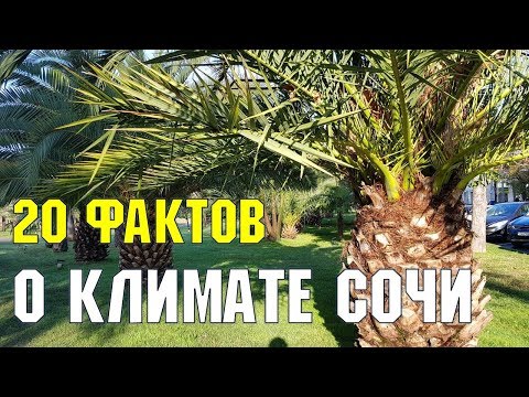 Климат - Пати на сосновой видео (клип)