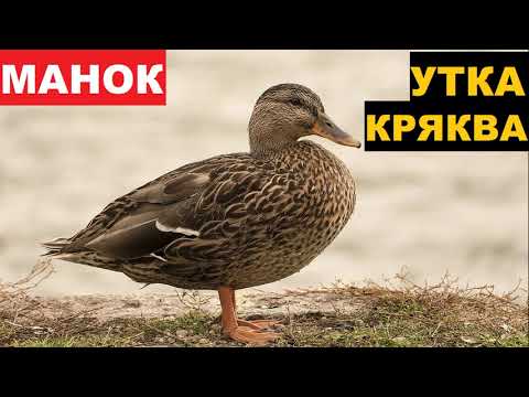 Северная Кряква, A3butika - Делать звук видео (клип)