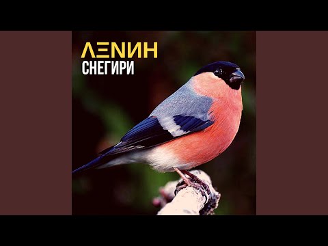 ΛΞNИН - Снегири видео (клип)