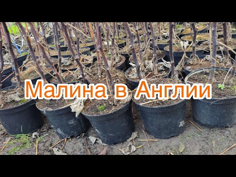 SKANSKY - Малина видео (клип)