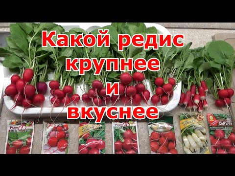 SORA - Кардинал видео (клип)